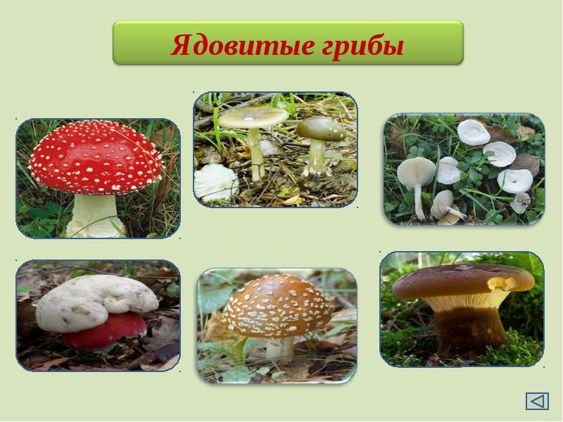 Ядовитые Грибы Фото И Название В России