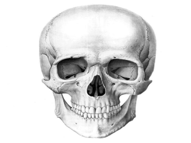 Череп анатомия. Череп спереди анатомия. Череп печать анатомия. Кости черепа отдельно. Симметричность черепа.