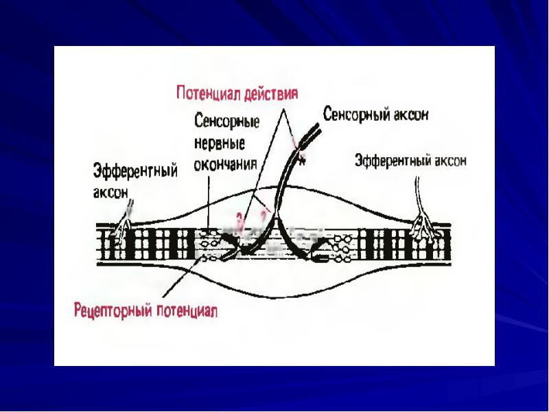 Физиология сенсорных систем презентация