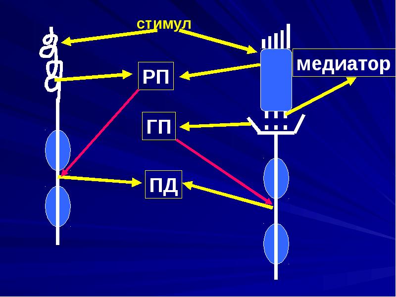 Общая физиология сенсорных систем презентация