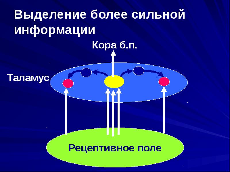 Процессы в сенсорных системах