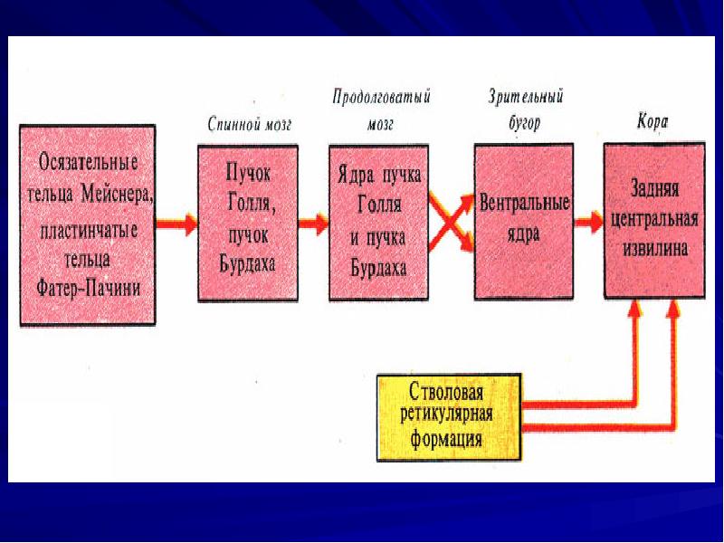 Общая схема строения сенсорных систем