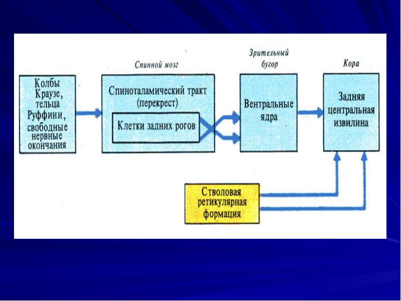 Общий план строения сенсорных систем