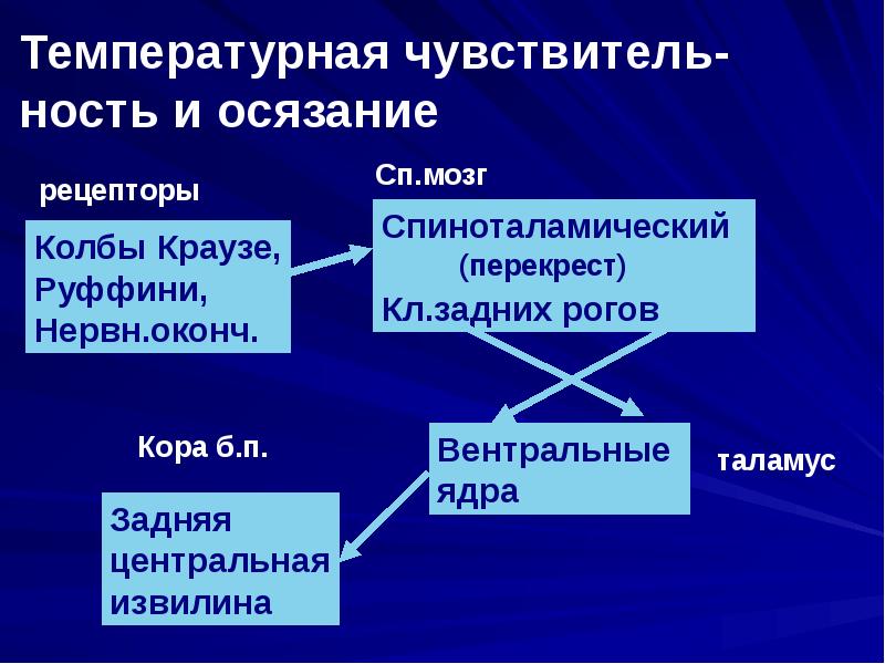 Общая физиология сенсорных систем презентация