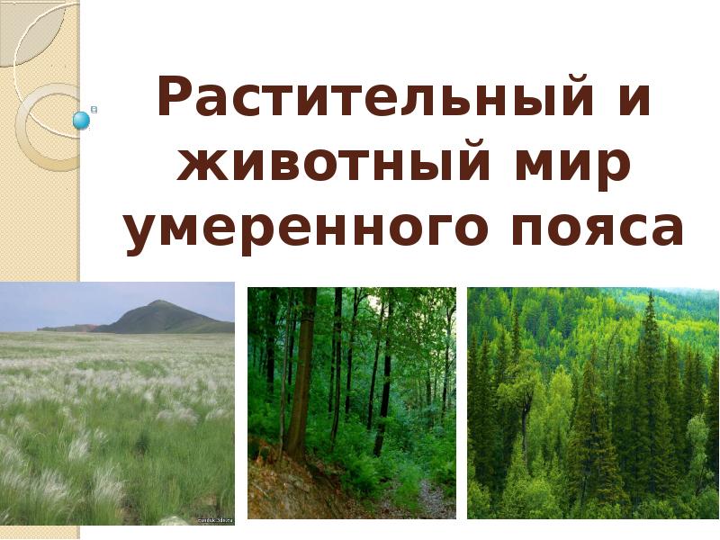 Зоны умеренного пояса. Растительный и животный мир умеренного пояса. Растительный мир умеренного пояса. Животные и растения умеренных поясов. Растительный и животный мир умеренных поясов.