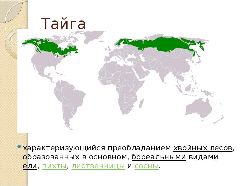 Бореальные хвойные леса презентация