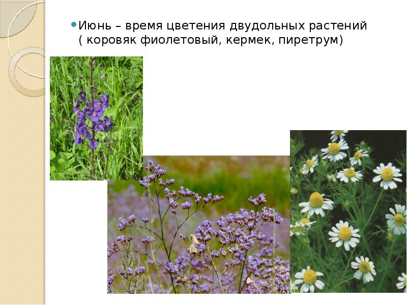 Растения умеренного пояса. Растительный мир умеренного пояса. Животные и растения умеренных поясов. Растения жаркого пояса презентация