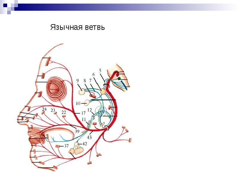 Неврит лицевого нерва презентация