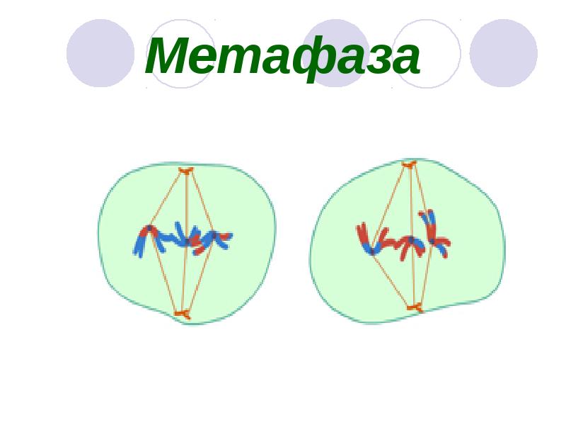 Метафаза 1 мейоза 1 рисунок