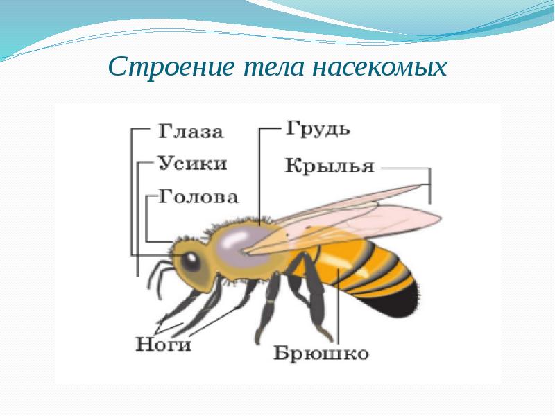 Модель схема насекомого