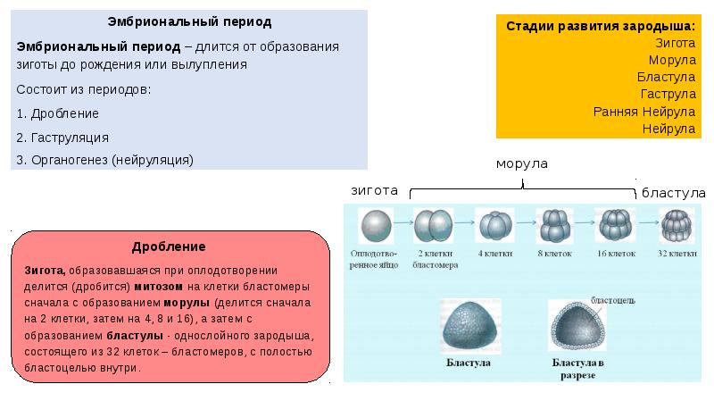 Размножение онтогенез презентация