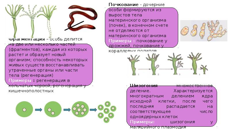 Презентация онтогенез 10 класс биология профильный уровень