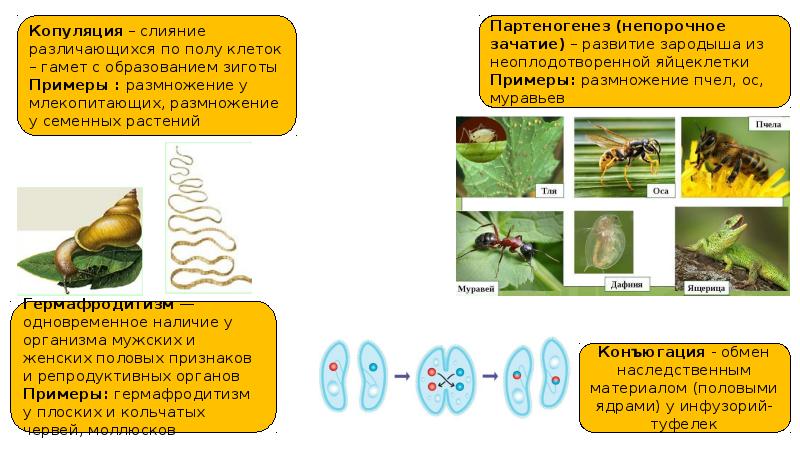 Онтогенез у растений презентация