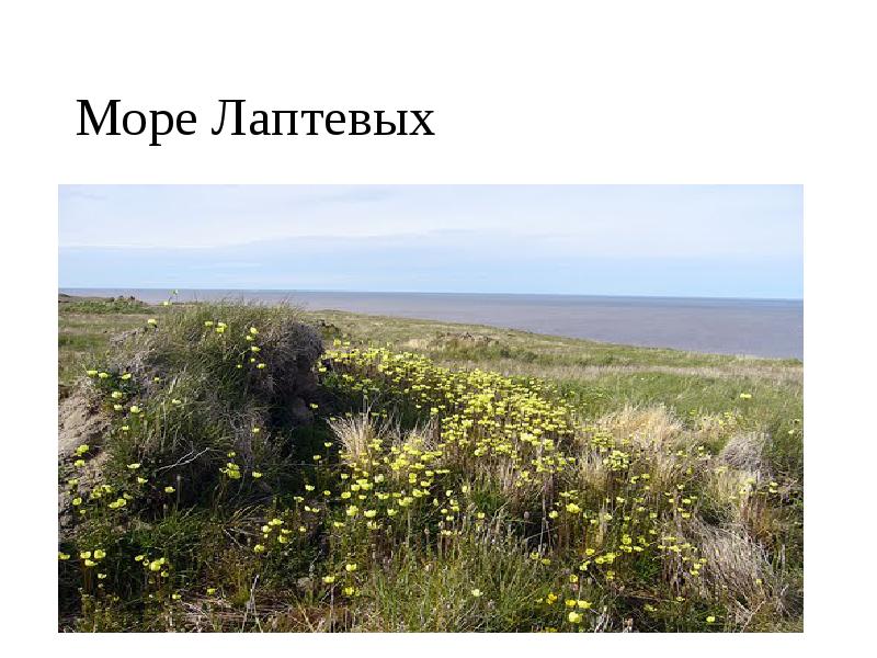 Море Лаптевых Море Лаптевых
