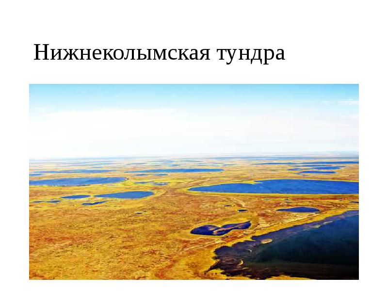 Нижнеколымская тундра Нижнеколымская тундра
