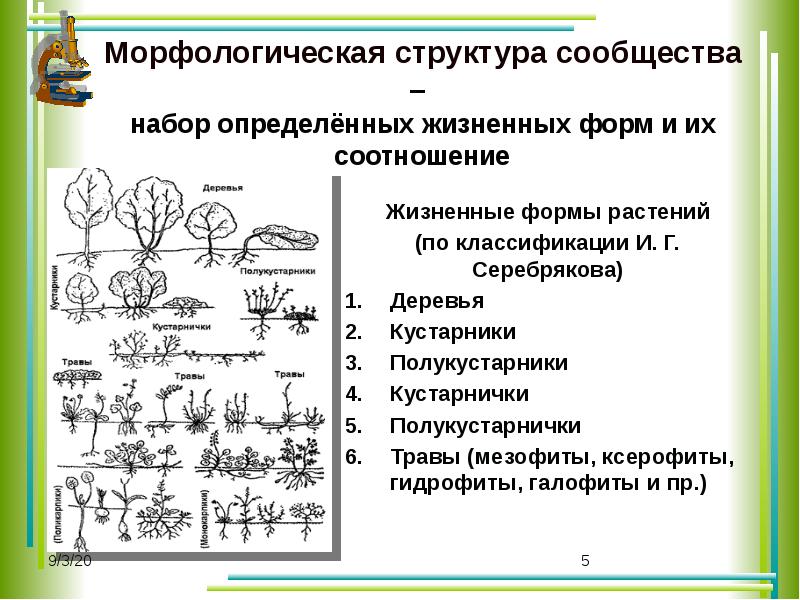 Презентация состав и структура сообщества 9 класс пасечник