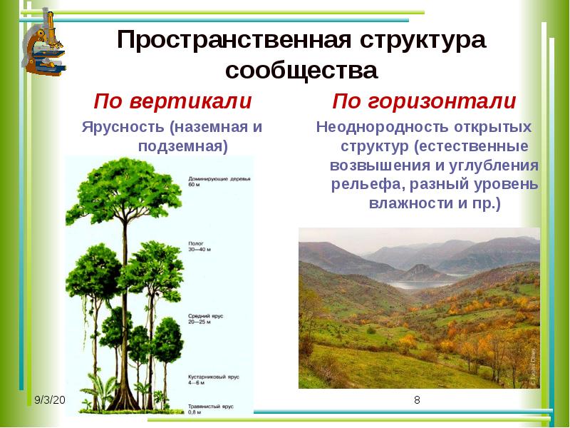 Структура сообщества презентация 11 класс