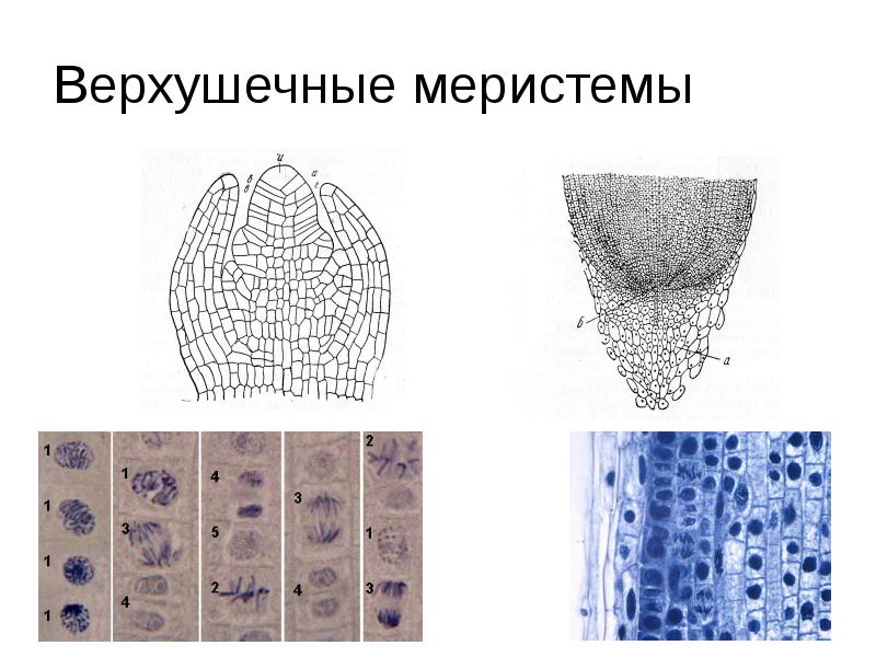 Растительные ткани презентация 6 класс