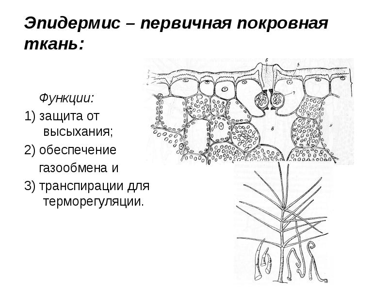 Ткани растений 6 класс. Фотосинтезирующая ткань растений. Ткани растений 6 класс биология. Проводящая система 6 класс биология растений.