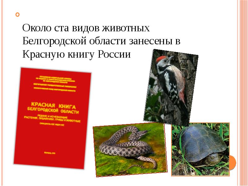 Презентация красная книга белгородской области 2 класс