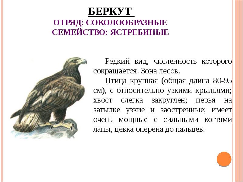 Краснокнижные животные белгородской области с картинками