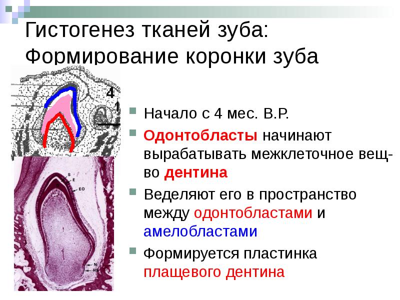 Развитие зуба тест. Развитие зуба тест