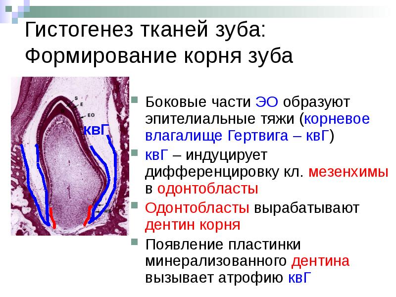 Биохимия тканей зуба презентация