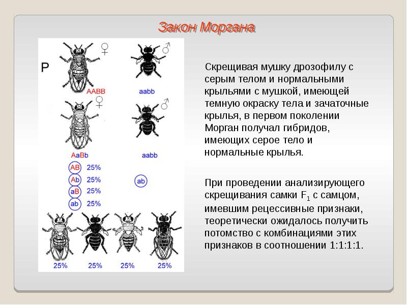 Сцепленное наследование признаков закон т моргана презентация 9 класс