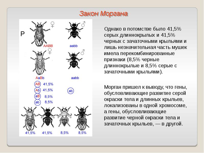 Сцепленное наследование генов презентация