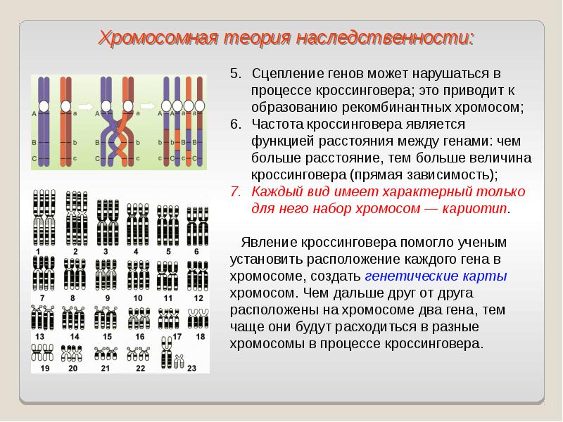 Полное и неполное сцепление генов презентация