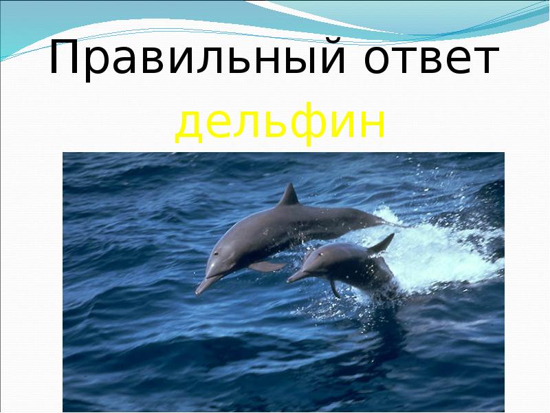 Дельфины слова текст