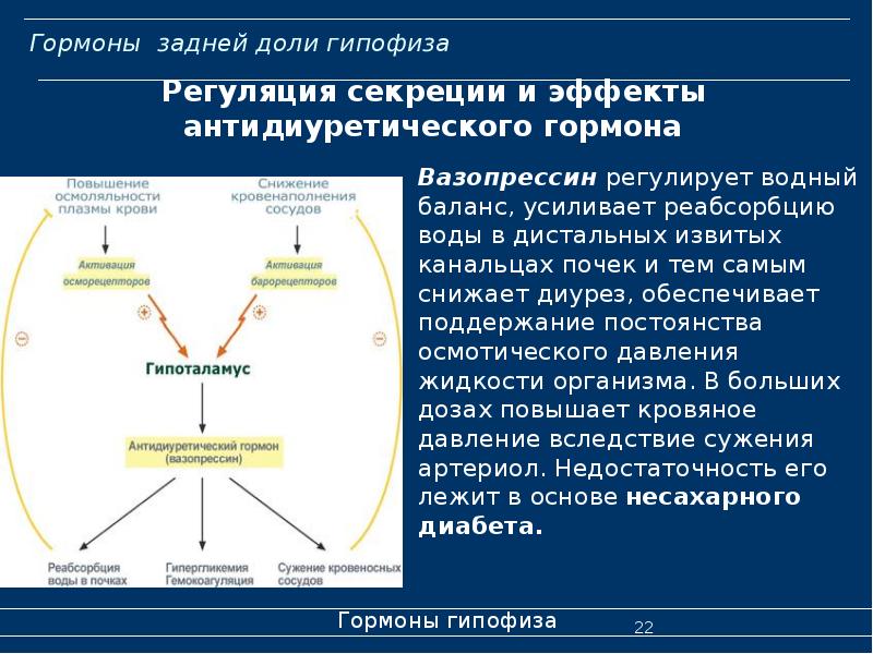 Гормон вазопрессин презентация