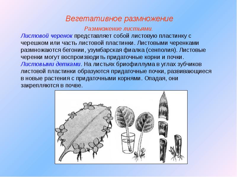 Размножение листьев. Размножение растений листовой пластинкой. Размножение листовыми пластинками. Размножение листовыми черенками. Размножение листовой пластиной.