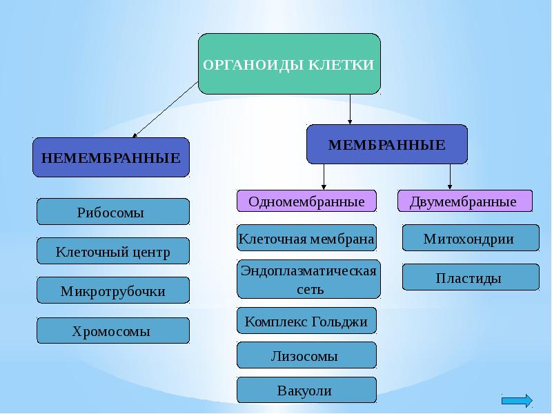 Одномембранные органоиды схема