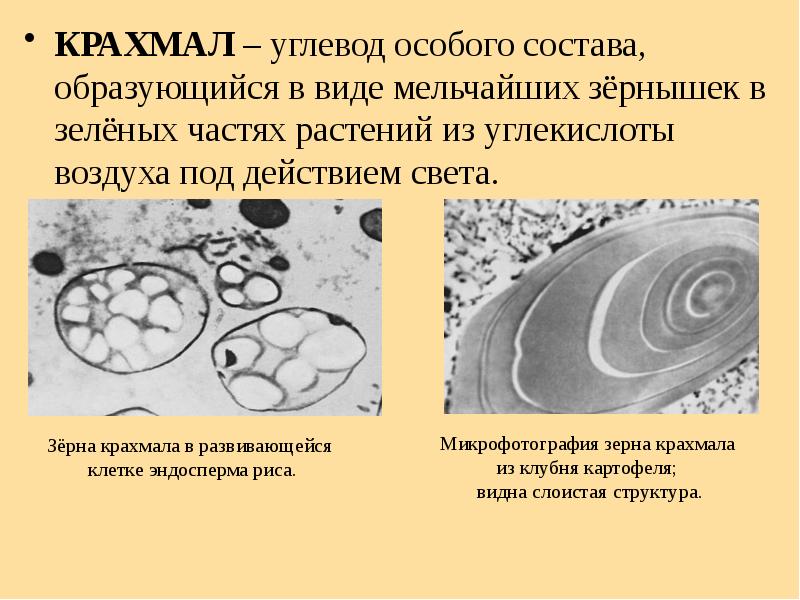 Презентация в каких продуктах есть крахмал