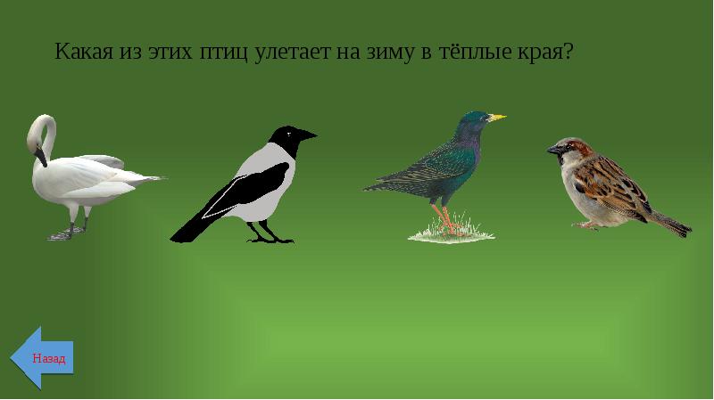 Какие птицы улетают в теплые края. Птица летает в теплых краях. Птицы улетающие в теплые края на зиму. Какие птицы улетают в тёплые края на зиму.