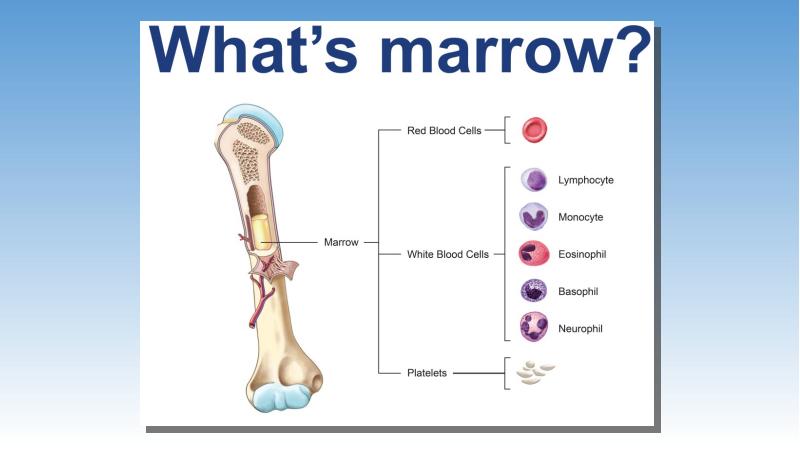 Презентация, доклад B lood and bone marrow donation.