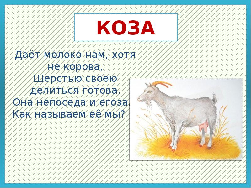 Сколько молока дает коза. Загадка про козу. Коза дает молоко. Козочка задания. Загадка про козу для детей.