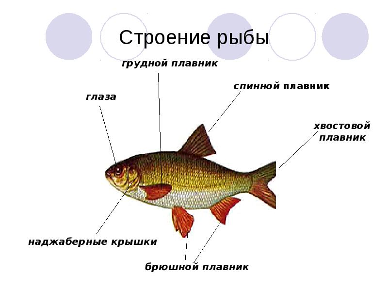 Части тела рыбы картинка для детей