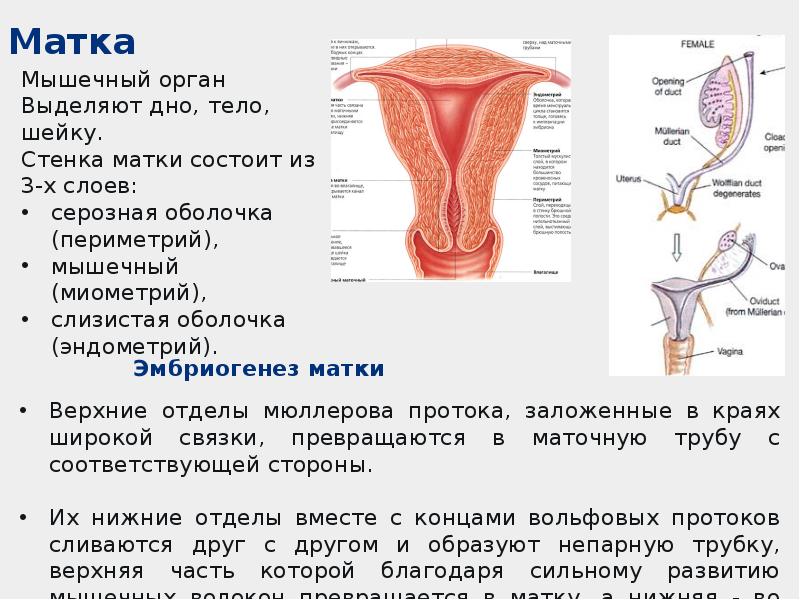 Женская репродуктивная система анатомия презентация