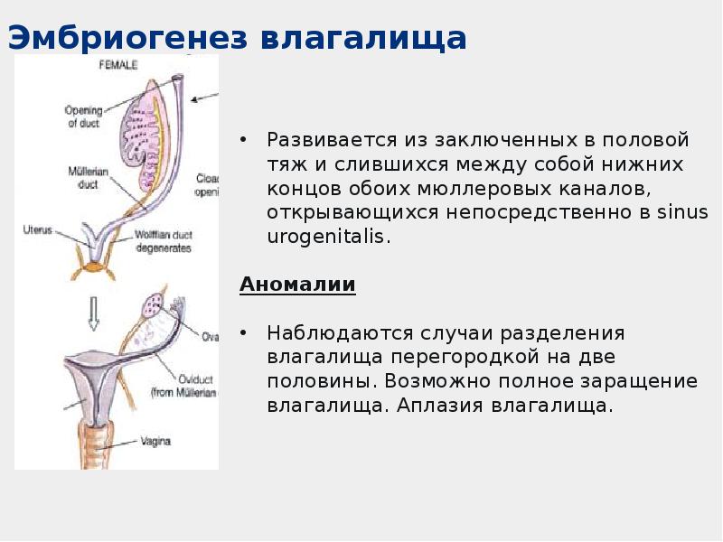 Презентация половая система анатомия