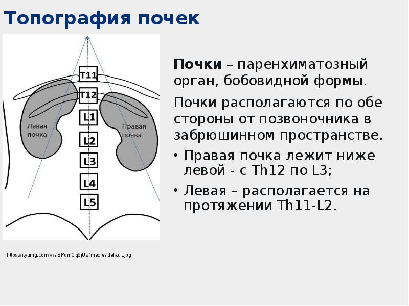 Почки парные органы бобовидной формы