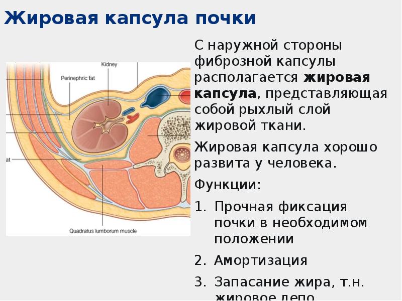 Где находится капсула 7