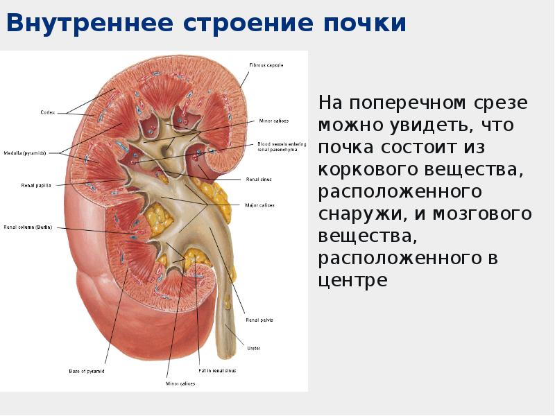 Схема мочеполового аппарата мужчины