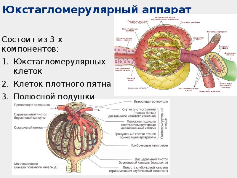 Функция b клеток состоит в. Функция b клеток состоит в