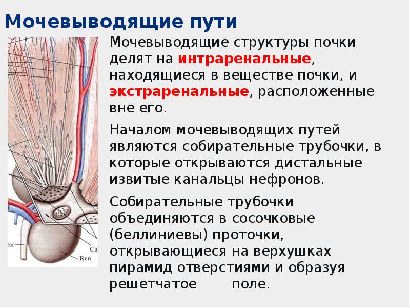 На интенсивность изображения мочевых путей влияют следующие экстраренальные факторы