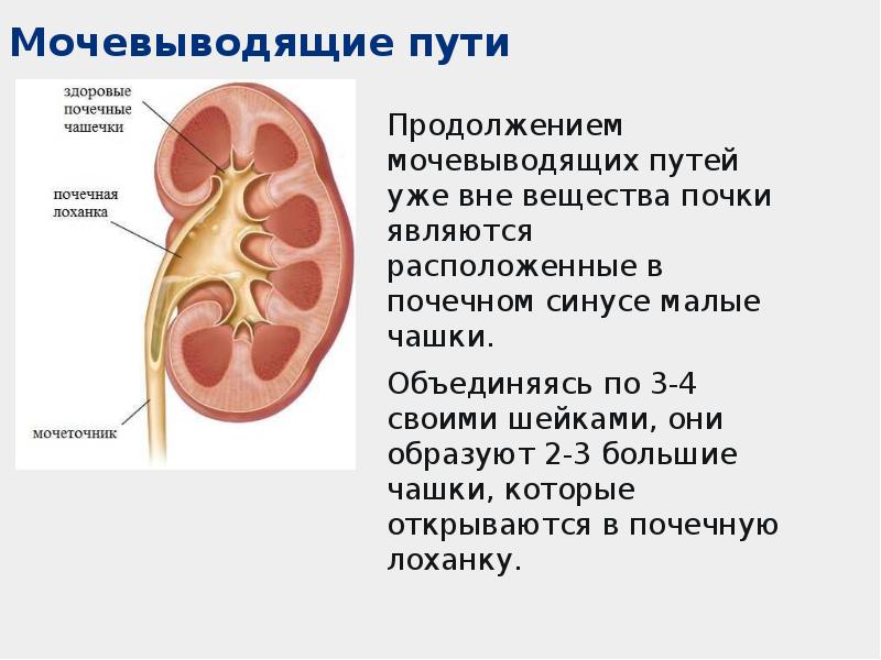 Вещества почки