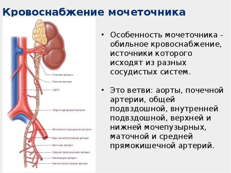 Мочевыделительная система анатомия презентация