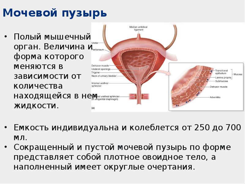 Мочеполовая система анатомия презентация