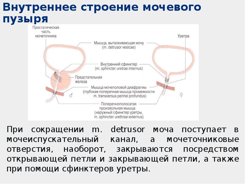 Уретра у мужчин где находится картинка